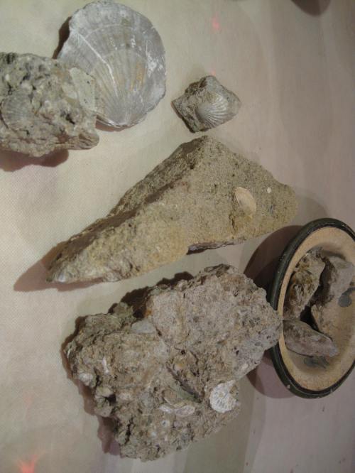 Some of the different rocks that make up the soil in Bussia and Fantini