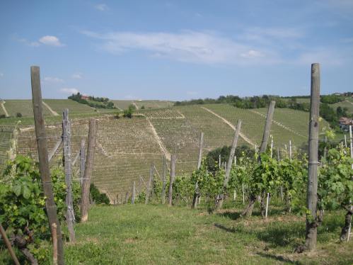 Looking at Bricco di Neive towards Fabrizio Ressia's winery.